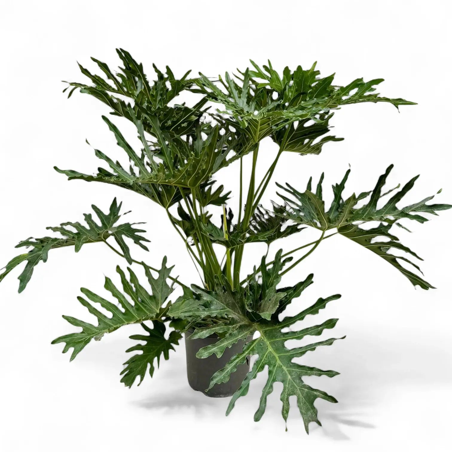Thaumatophyllum bipinnatifidum potted plant in nursery pot on white background.