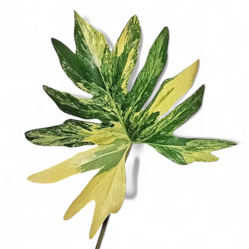 Thaumatophyllum bipinnatifidum variegata potted plant in nursery pot on white background.