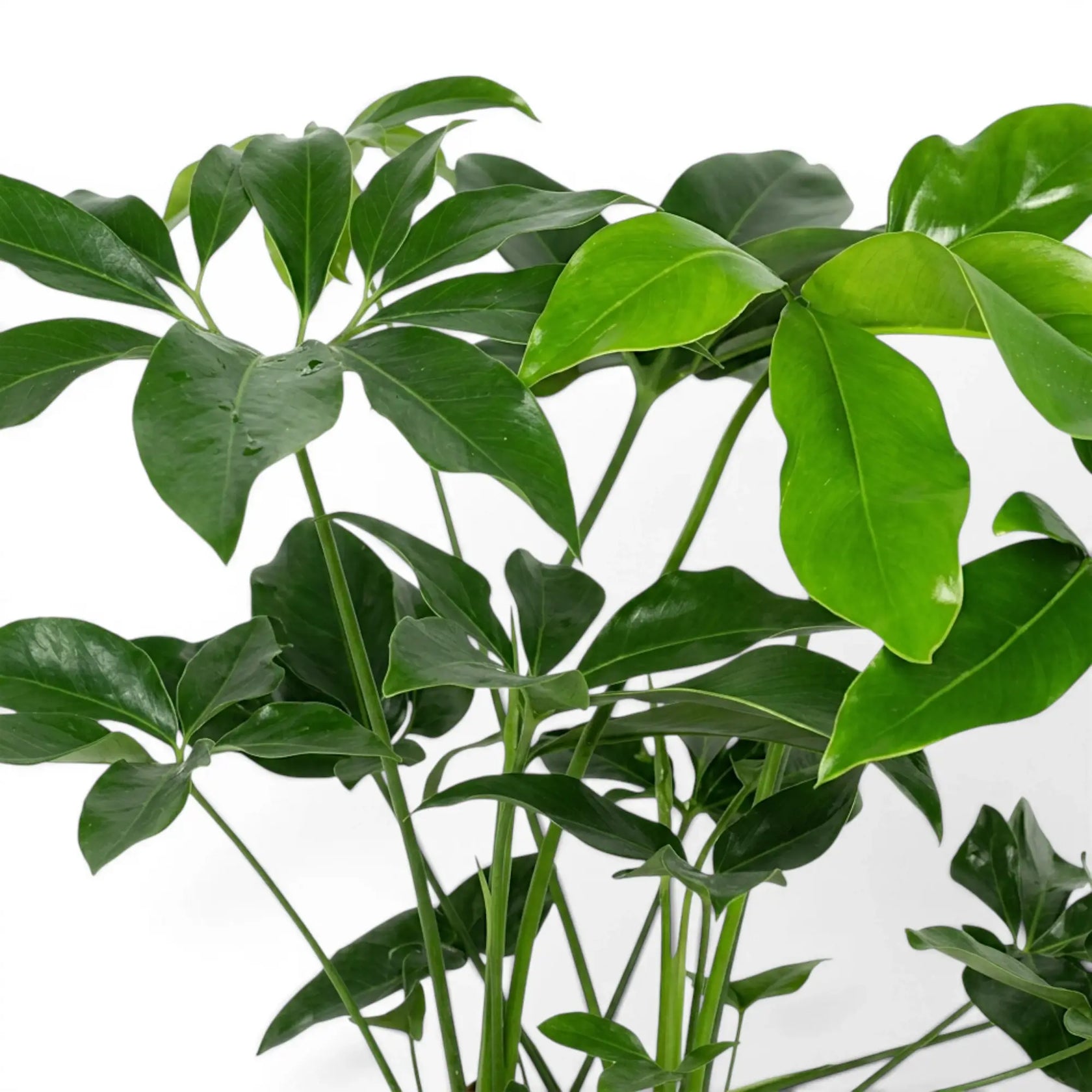 Nahaufnahme der tief gelappten grünen Blätter von Thaumatophyllum Green Wonder.