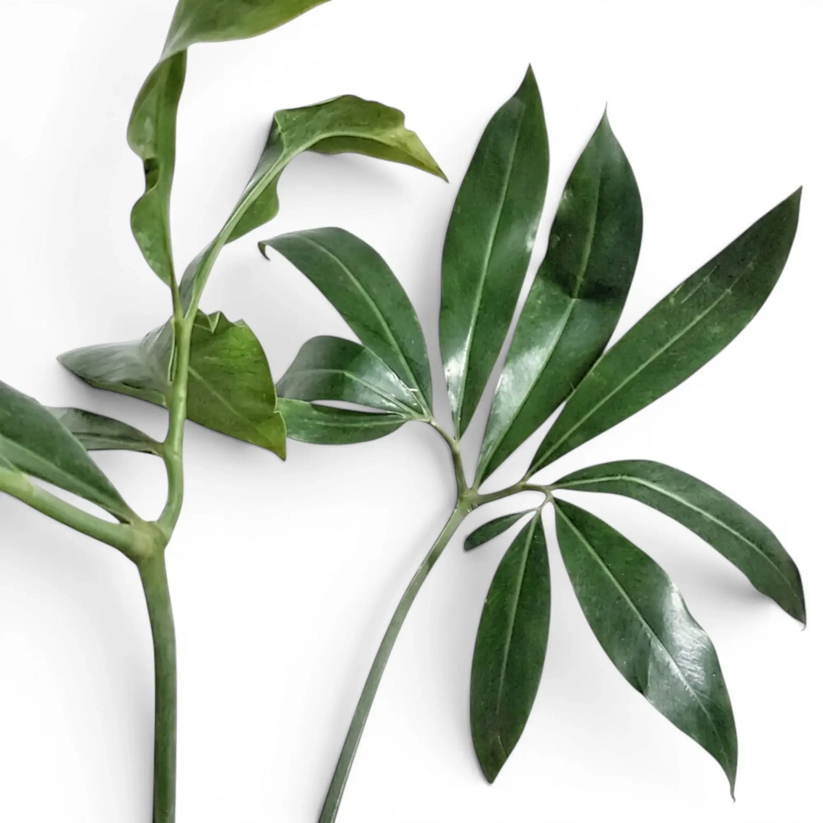 Nahaufnahme der tief gelappten grünen Blätter von Thaumatophyllum Green Wonder.
