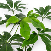 Nahaufnahme der tief gelappten grünen Blätter von Thaumatophyllum Green Wonder.
