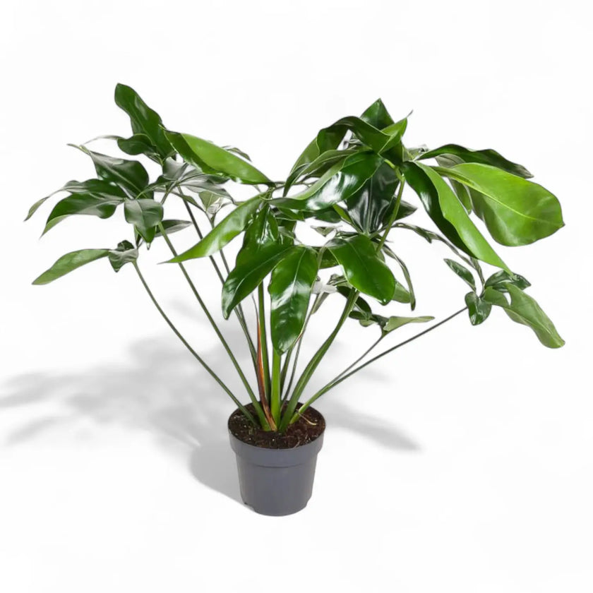 Thaumatophyllum spruceanum 'Green Wonder' ('Fun Bun') potted plant in nursery pot on white background.