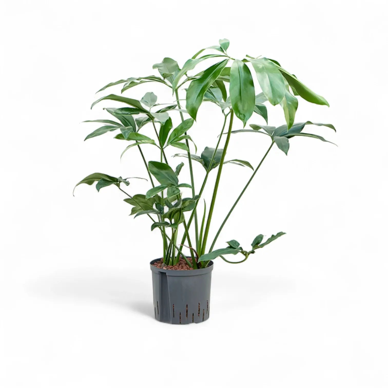 Thaumatophyllum spruceanum 'Green Wonder' ('Fun Bun') potted plant in nursery pot on white background.