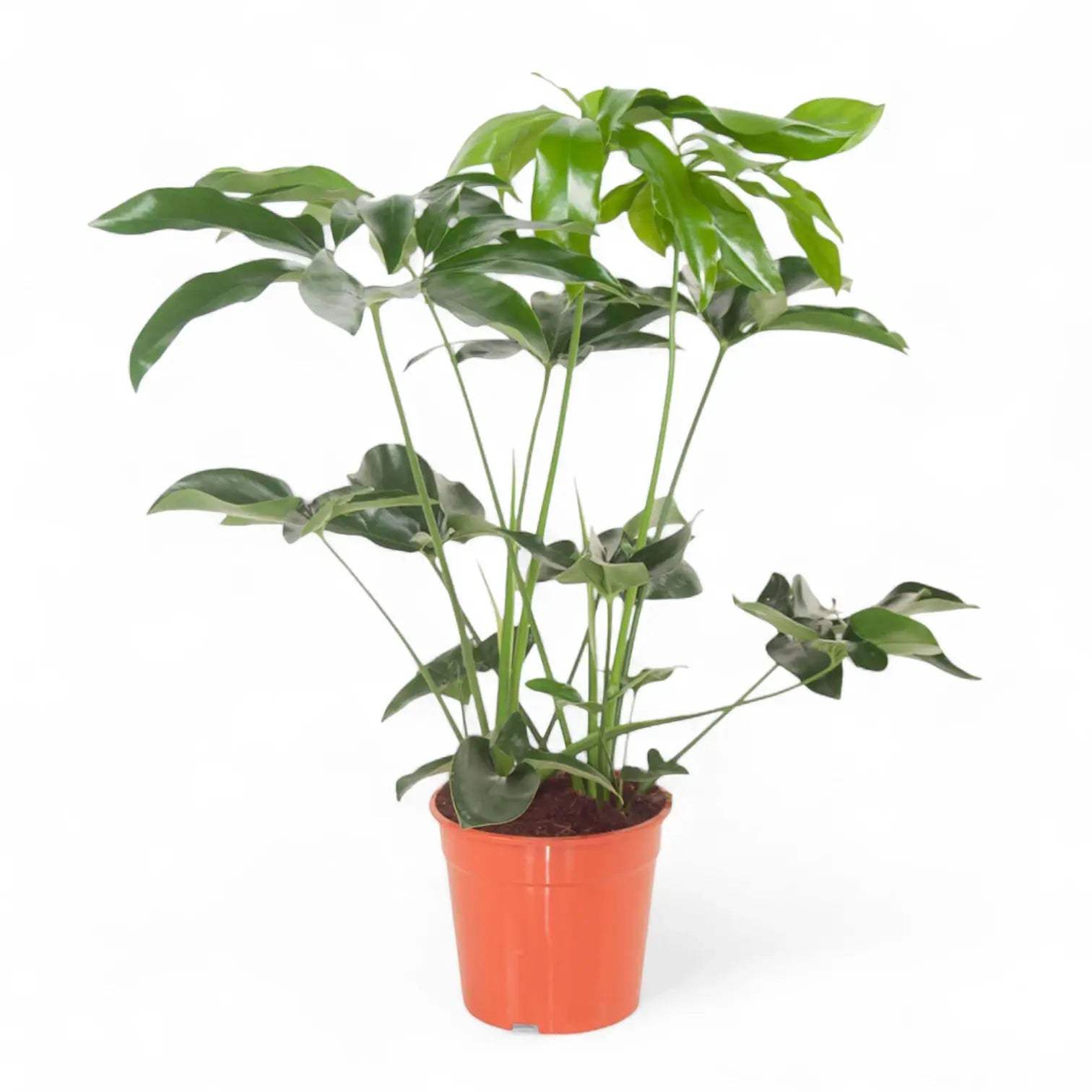 Thaumatophyllum spruceanum 'Green Wonder' ('Fun Bun') potted plant in nursery pot on white background.