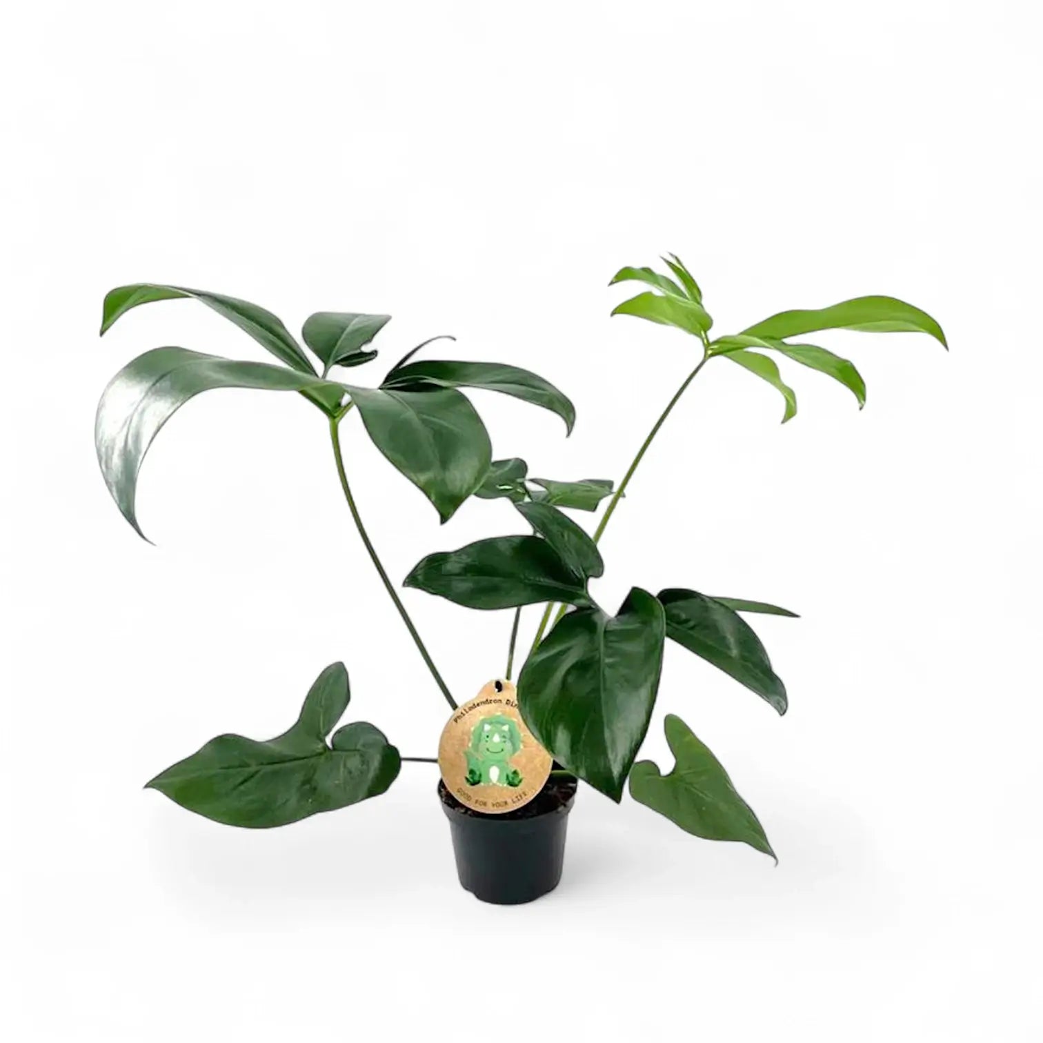 Thaumatophyllum spruceanum 'Green Wonder' ('Fun Bun') potted plant in nursery pot on white background.
