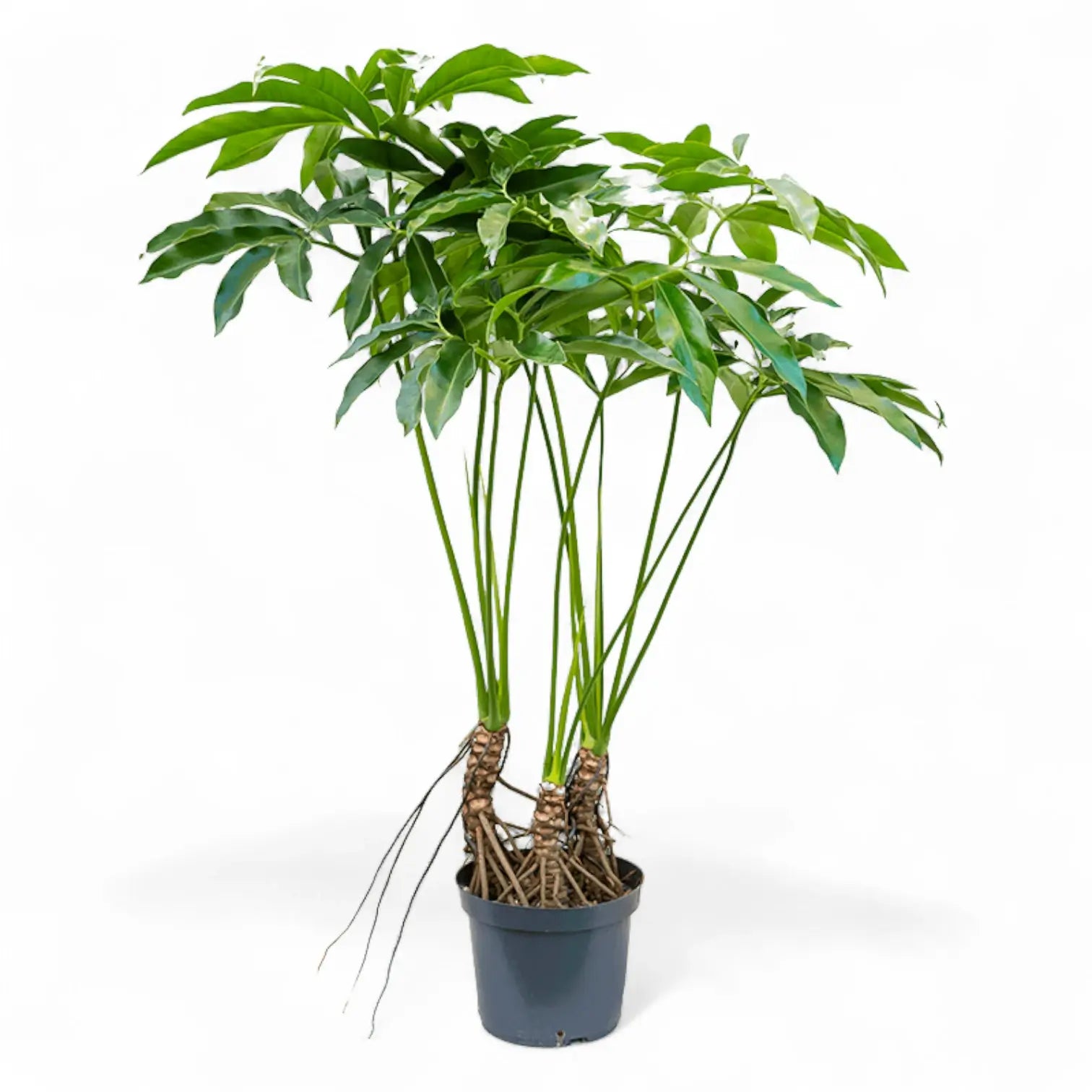 Thaumatophyllum spruceanum 'Green Wonder' ('Fun Bun') potted plant in nursery pot on white background.