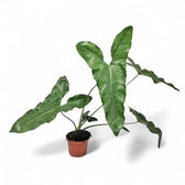 Thaumatophyllum stenolobum potted plant in nursery pot on white background.