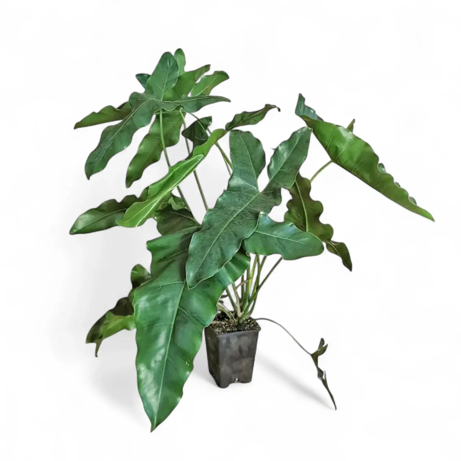 Thaumatophyllum stenolobum potted plant in nursery pot on white background.