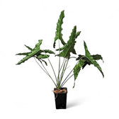 Thaumatophyllum stenolobum potted plant in nursery pot on white background.
