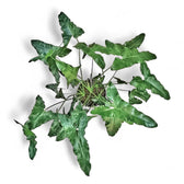 Thaumatophyllum stenolobum potted plant in nursery pot on white background.