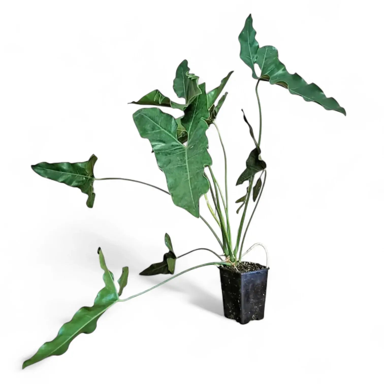 Thaumatophyllum stenolobum potted plant in nursery pot on white background.
