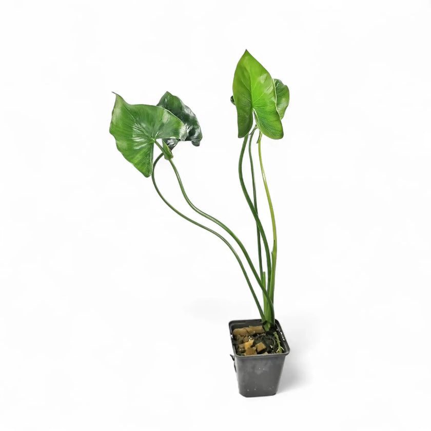 Thaumatophyllum tweedieanum potted plant in nursery pot on white background.