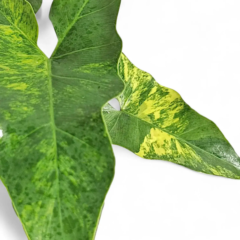 Thaumatophyllum X stenolobum variegata leaf detail on white background.