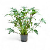 Thaumatophyllum xanadu – Zimmerpflanze im Kulturtopf auf weißem Hintergrund, Produktfoto 4.