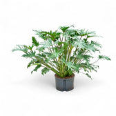 Thaumatophyllum xanadu – Zimmerpflanze im Kulturtopf auf weißem Hintergrund, Produktfoto 5.