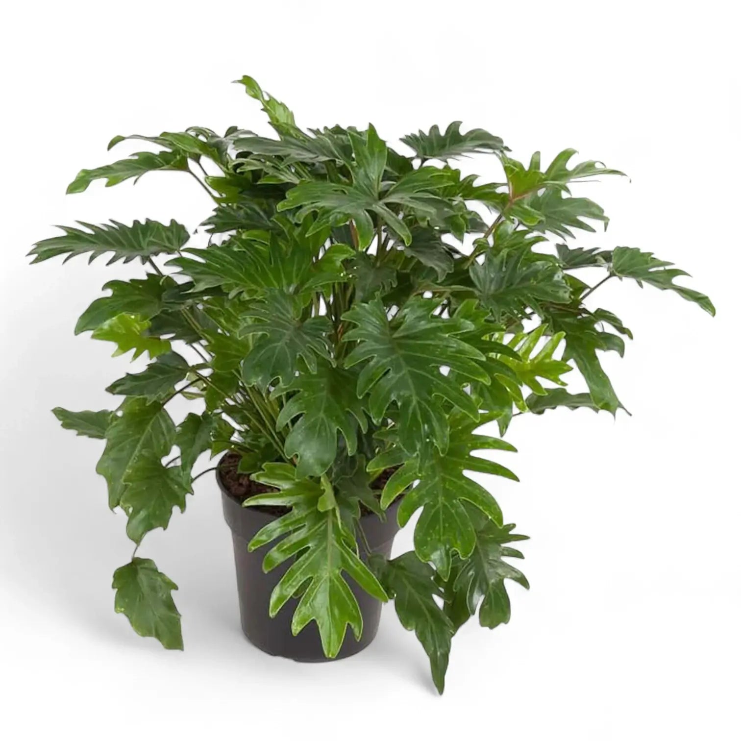 Thaumatophyllum xanadu – Zimmerpflanze im Kulturtopf auf weißem Hintergrund, Produktfoto 6.