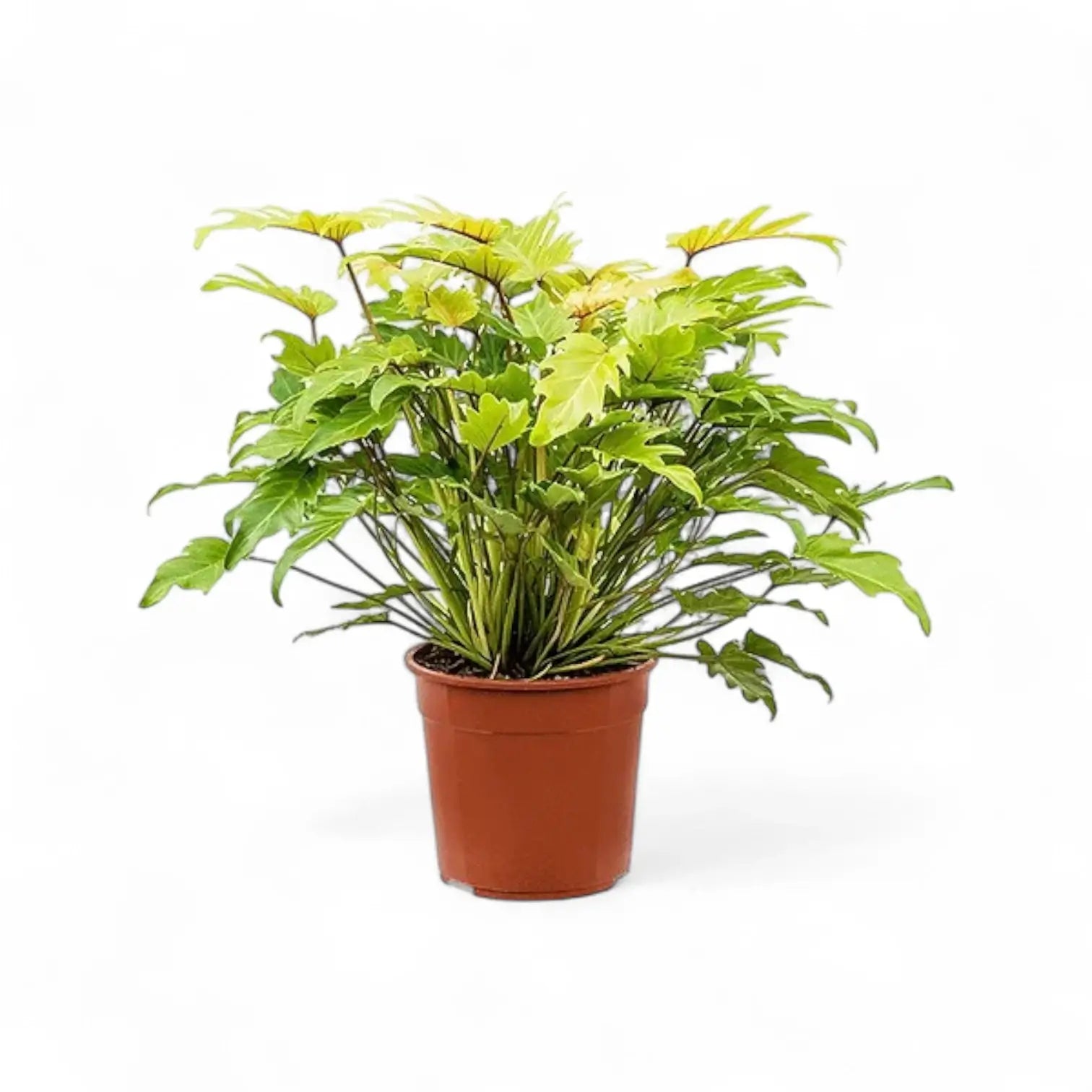 Thaumatophyllum xanadu 'Lemon' Zimmerpflanze im Anzuchttopf vor weißem Hintergrund, Produktfoto 2.