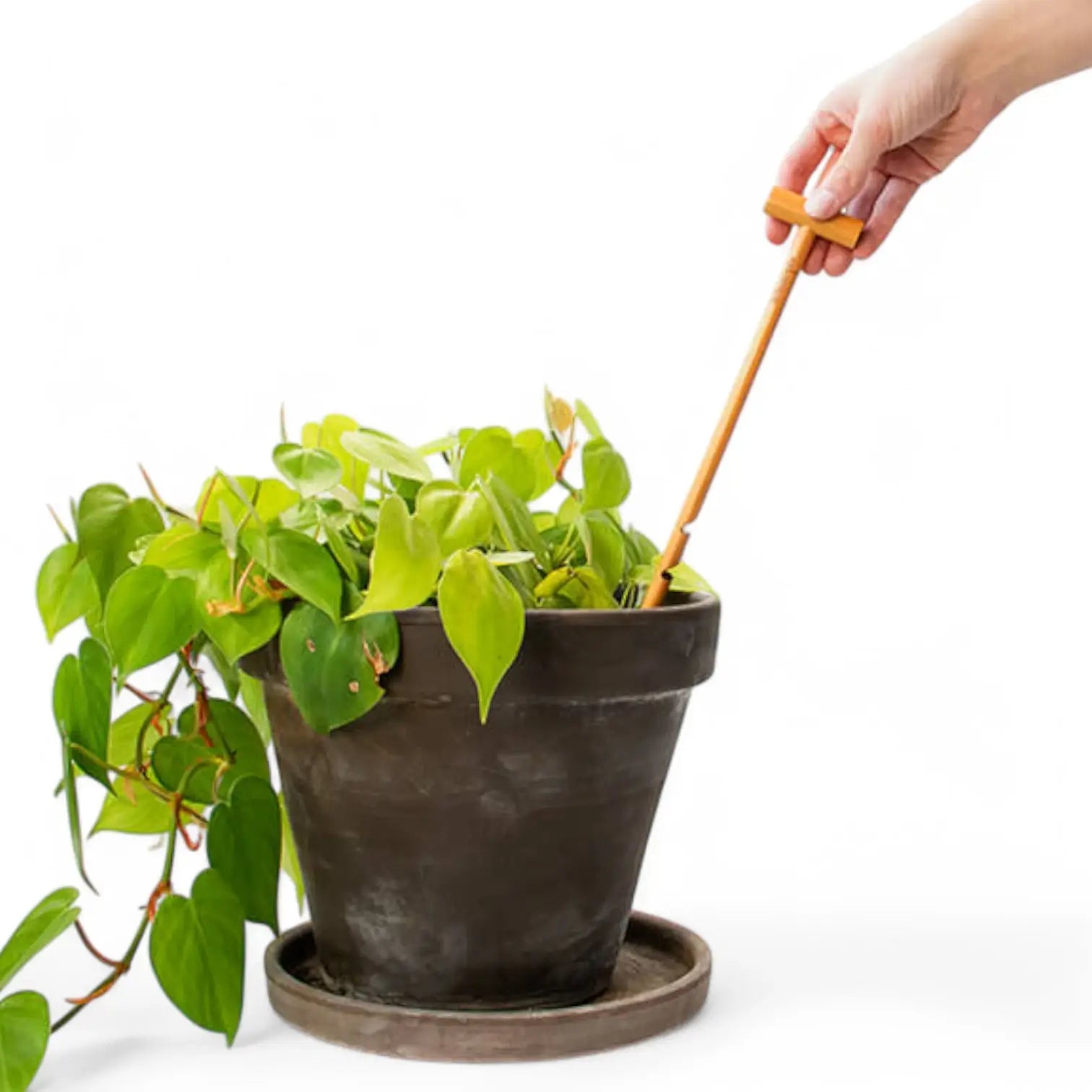 The Soil Checker on white background.