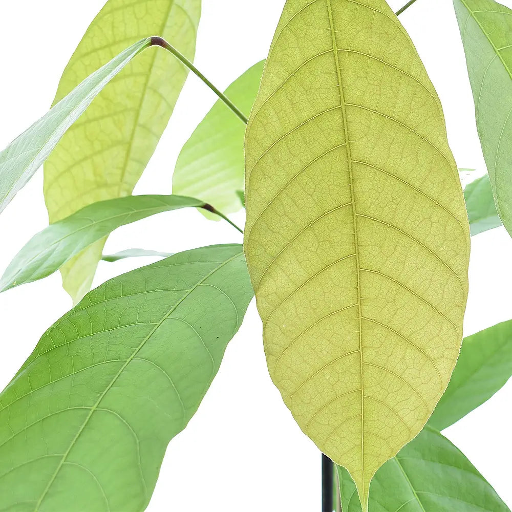 Theobroma cacao – Blattdetail vor weißem Hintergrund..