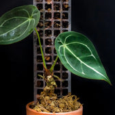 THICCLY® GrowPole™ - The Ultimate Plant Support main product photo on white background.