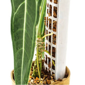 THICCLY® GrowPole™ - The Ultimate Plant Support on white background.