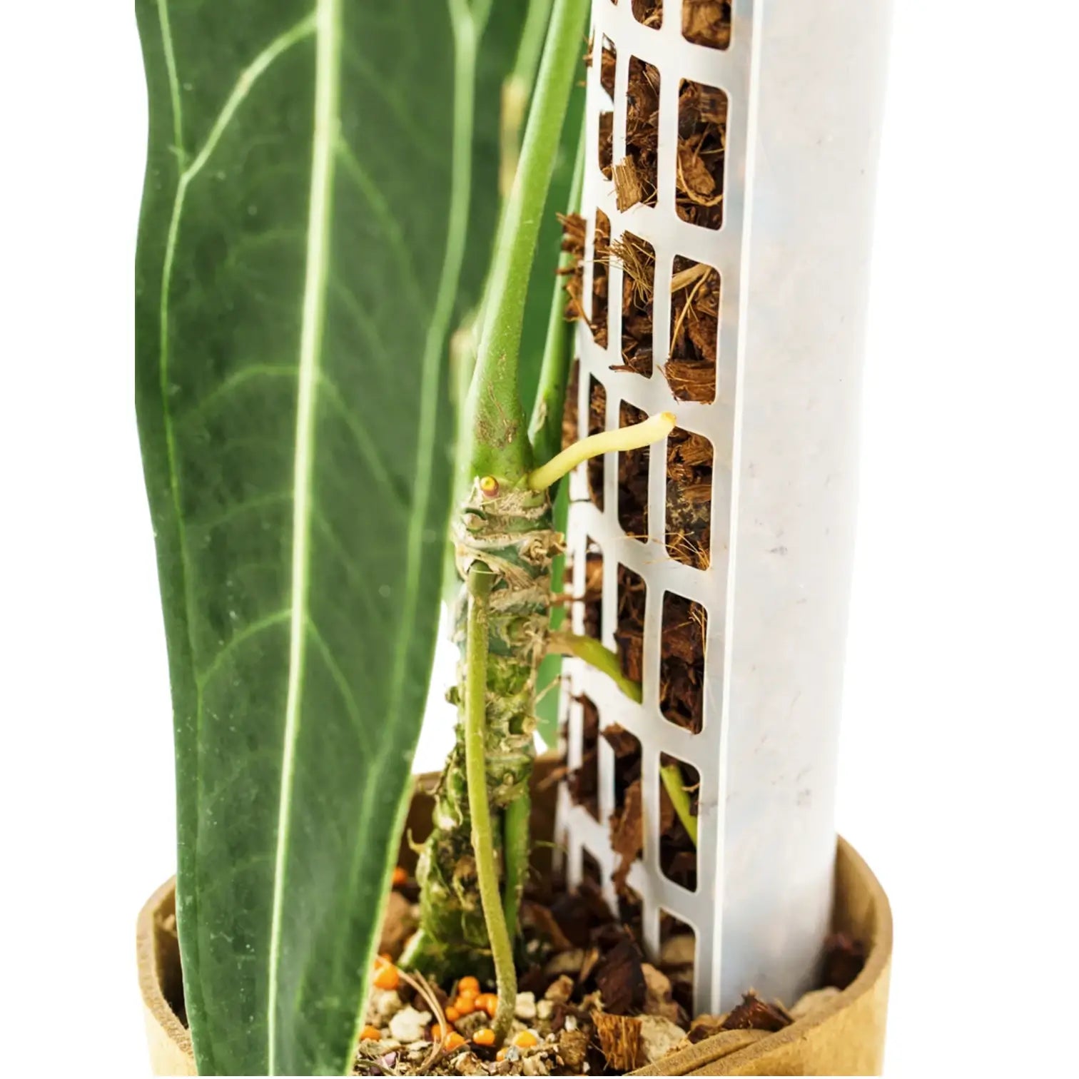 THICCLY® GrowPole™ - The Ultimate Plant Support on white background.