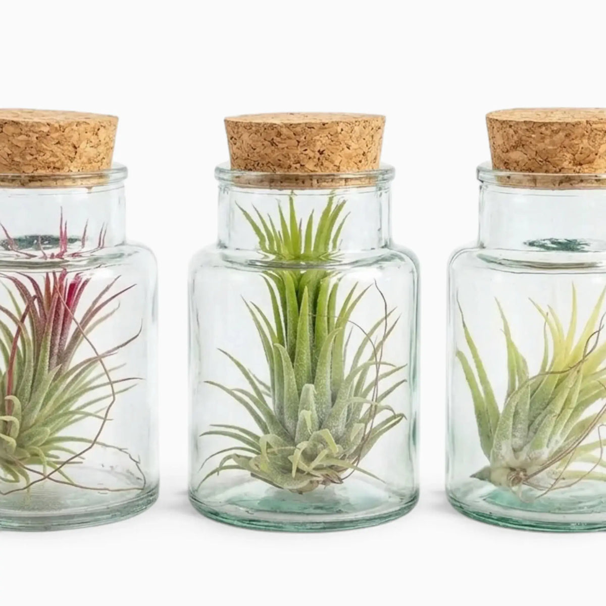 Three Tillandsia air plants in corked clear glass bottles on a white background