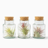 Three Tillandsia air plants in glass bottles with green and red-toned rosettes