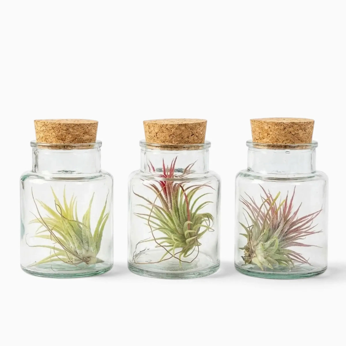 Three Tillandsia air plants in glass bottles with green and red-toned rosettes