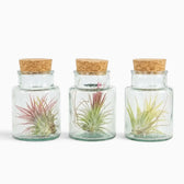 Three Tillandsia air plants in corked glass bottles with red and pale green rosettes
