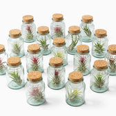 Assorted Tillandsia air plants displayed in multiple corked glass bottles