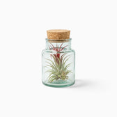 Red-tipped Tillandsia air plant in a corked clear glass bottle