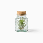 Green Tillandsia rosette in a corked clear glass bottle