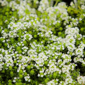 Thymus praecox 'Albiflorus' – Detailaufnahme.