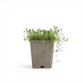 Thymus praecox 'Albiflorus' – im Baumschultopf.