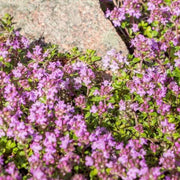 Thymus praecox 'Red Carpet' – im Außenbereich.