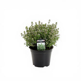 Thymus vulgaris – Detailaufnahme.