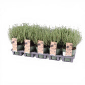 Thymus vulgaris – Nahaufnahme.