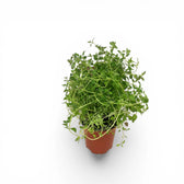 Thymus vulgaris – Detailaufnahme.