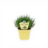 Thymus vulgaris – Nahaufnahme.