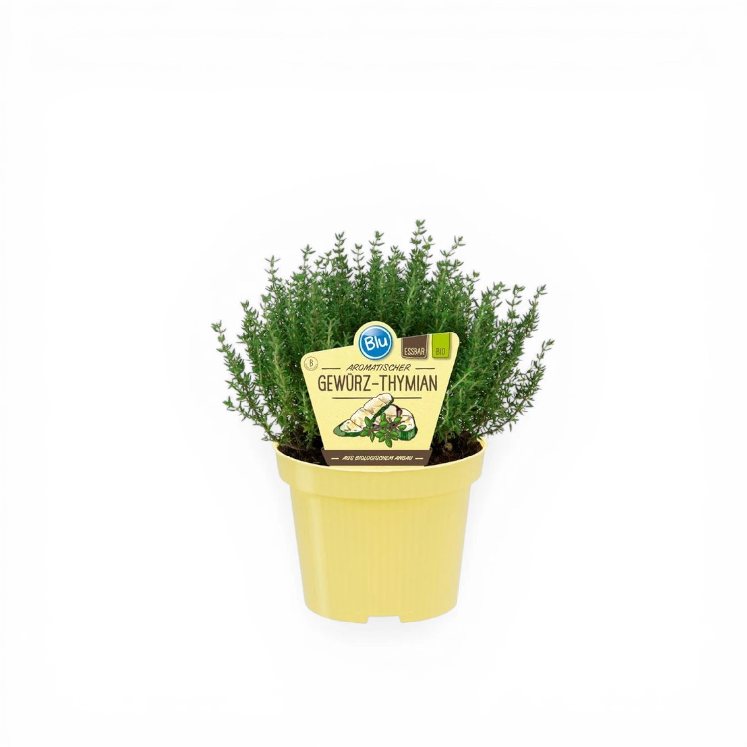 Thymus vulgaris – Nahaufnahme.