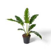 Philodendron 'Narrow' ('Tiger Tooth', 'Jungle boogie') potted plant in nursery pot on white background.