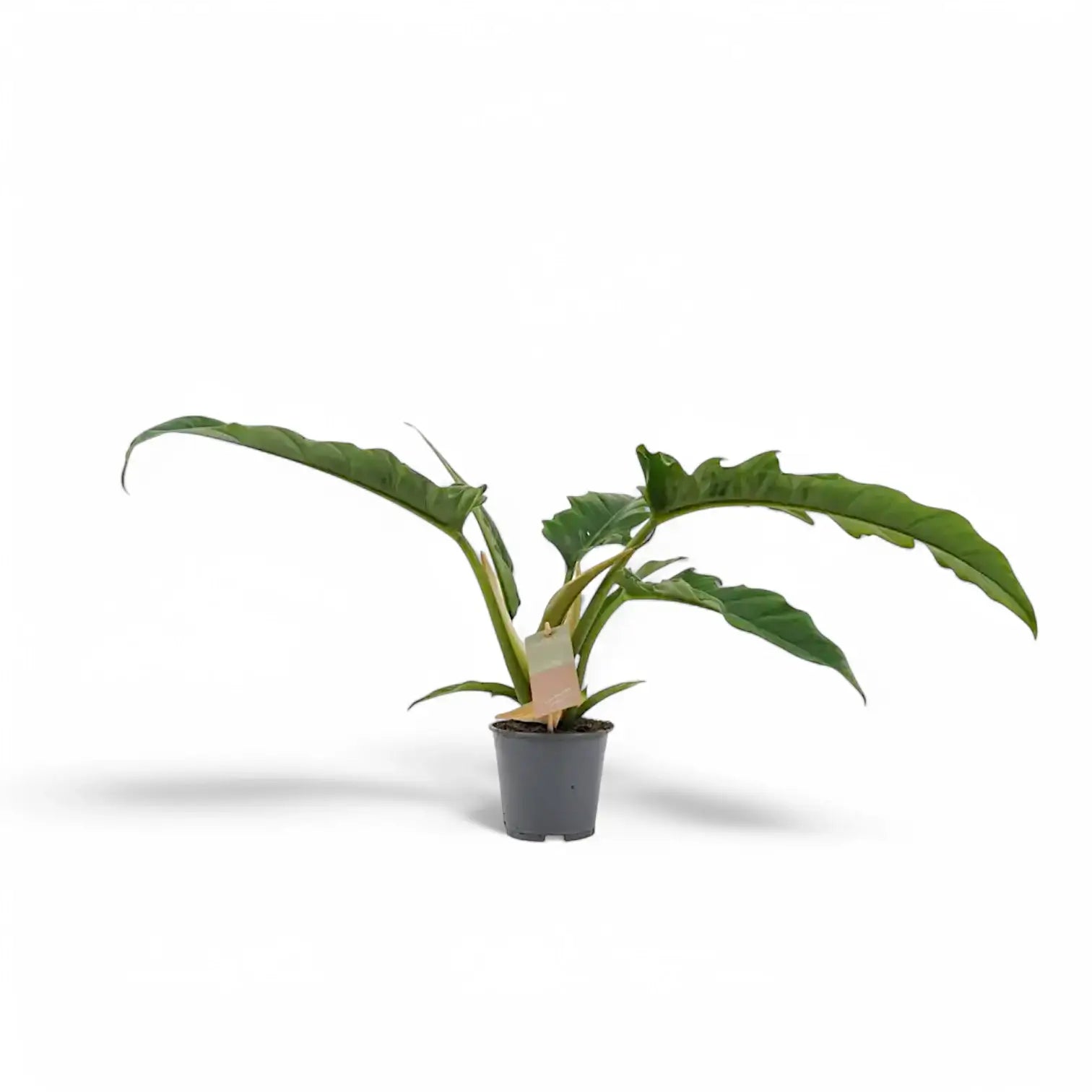 Philodendron 'Narrow' ('Tiger Tooth', 'Jungle boogie') potted plant in nursery pot on white background.