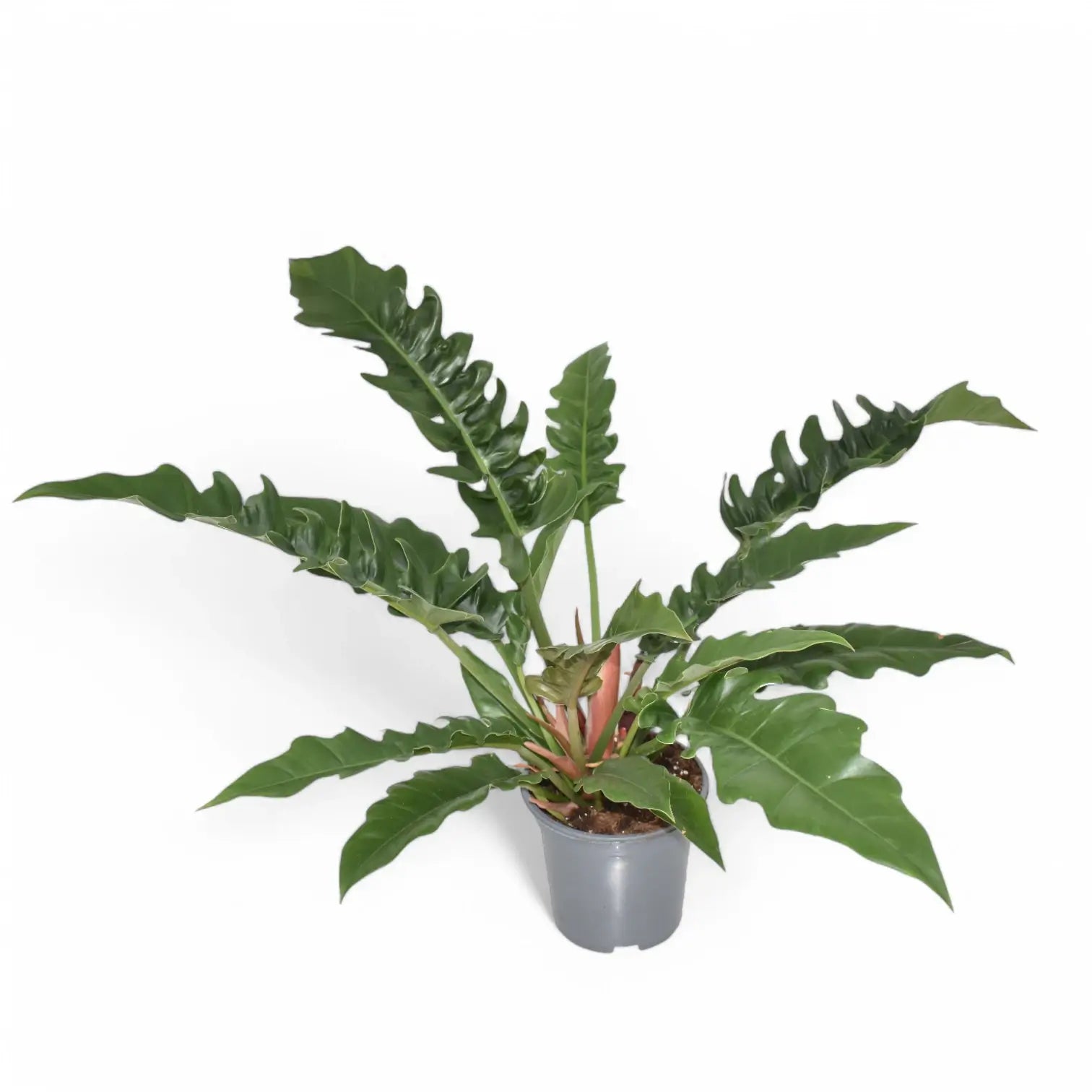 Philodendron 'Narrow' ('Tiger Tooth', 'Jungle boogie') potted plant in nursery pot on white background.