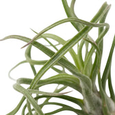 Tillandsia bulbosa in Nahaufnahme mit verdickter Basis und eng eingerollten grünen Blattspreiten