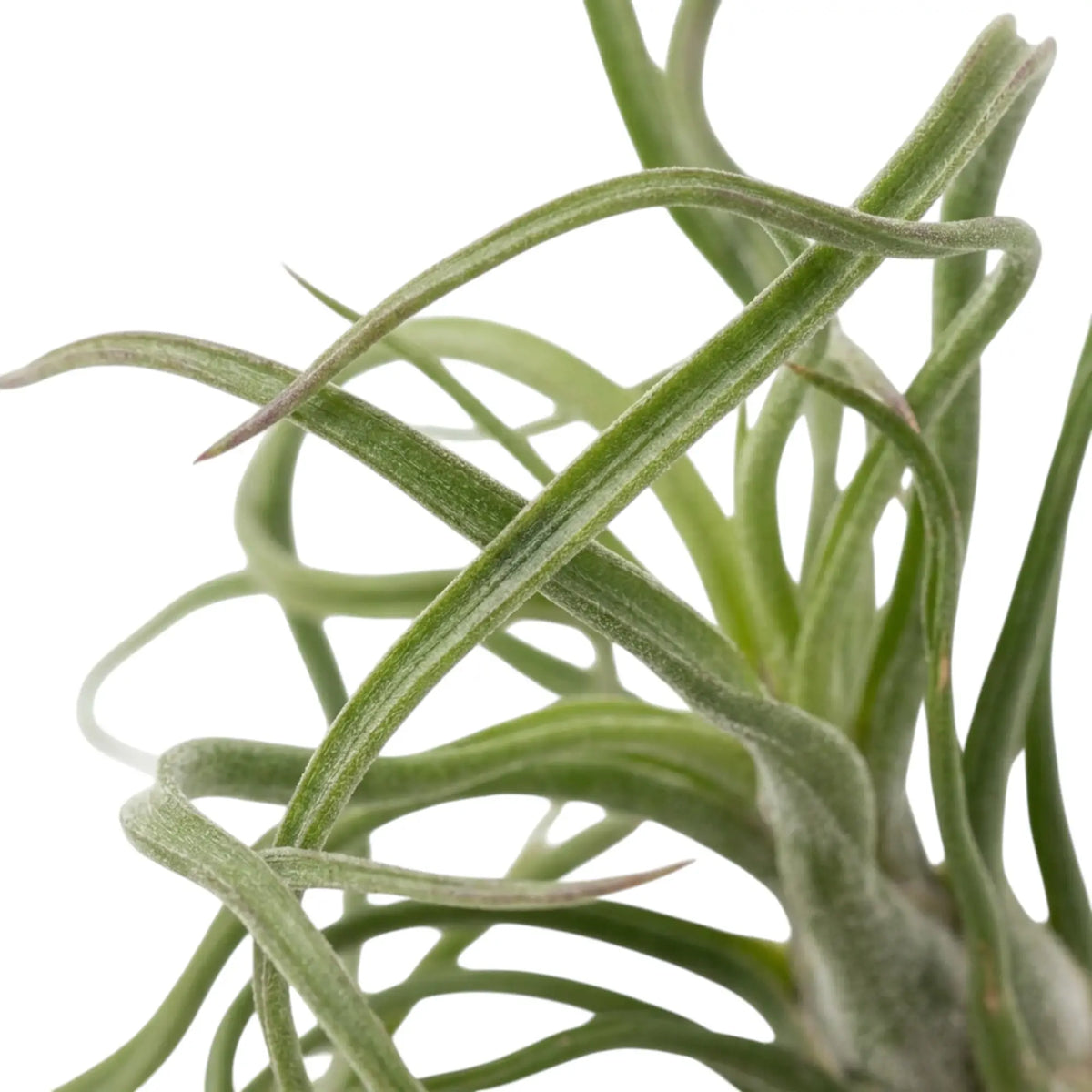 Tillandsia bulbosa in Nahaufnahme mit verdickter Basis und eng eingerollten grünen Blattspreiten