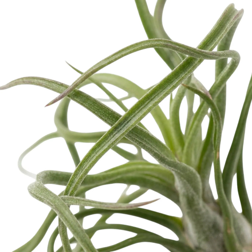 Close-up of Tillandsia bulbosa showing the swollen base and tightly curling green leaf blades