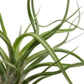 Blattdetail von Tillandsia bulbosa mit schmalen Blättern, die sich locker einrollen und in Bögen winden