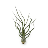 Tillandsia bulbosa als Luftpflanze mit rundlich verdickter Basis und schmalen, gedrehten grünen Blättern
