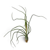Tillandsia bulbosa ohne Topf mit zwiebelartig verdickter Basis und unregelmäßig gedrehten Blättern